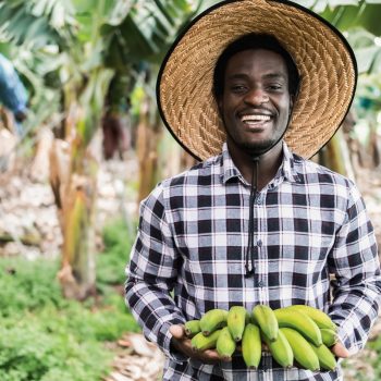 African farmer man working at greenhouse while holding a banana bunch - Focus on face